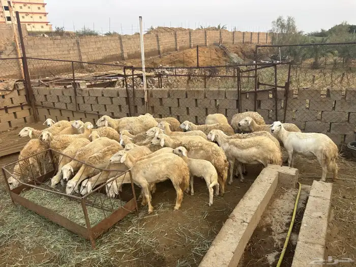 خرفان 3