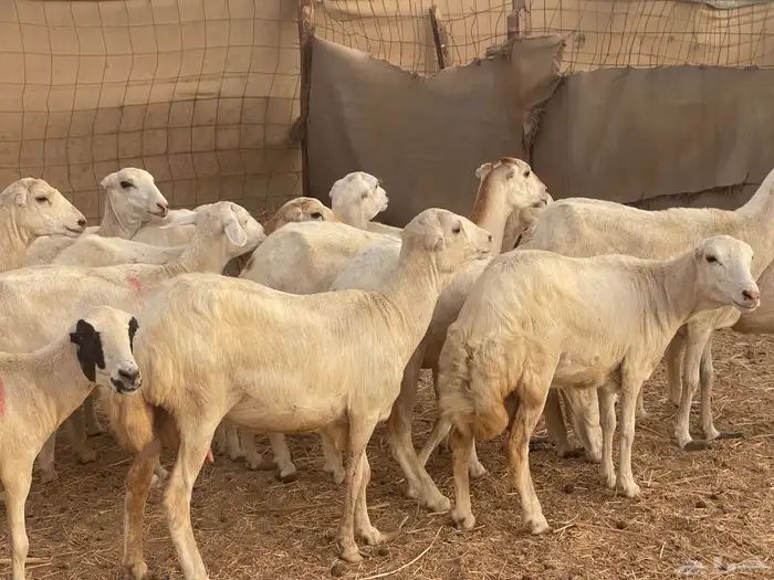 24 رخال رفيديات صغار سن منوة القاني تبارك الرحمن 5