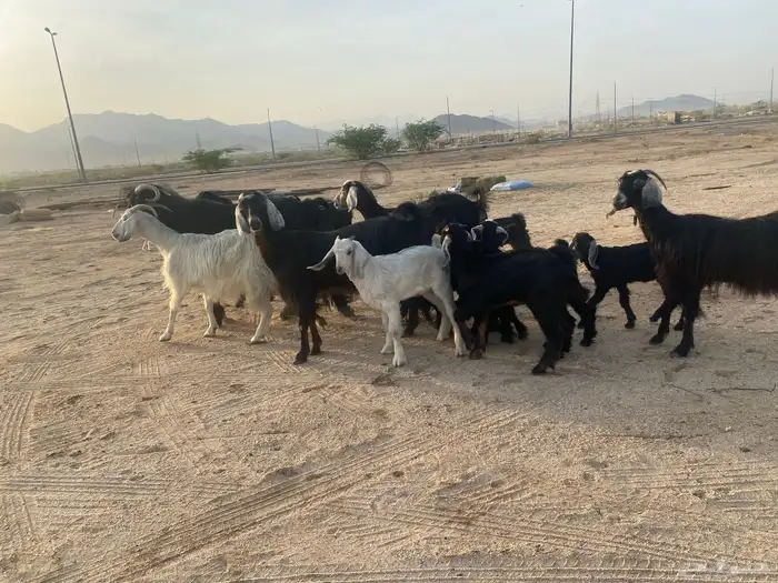 معزاء خلفات 8