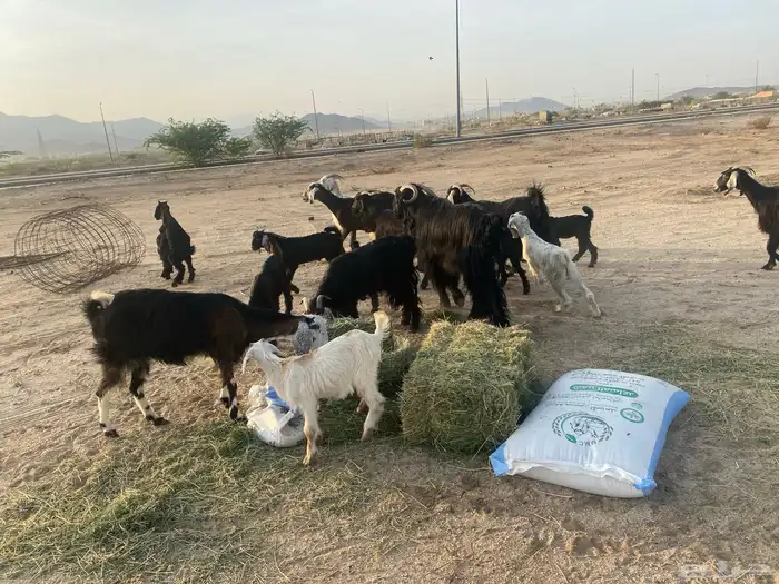معزاء خلفات 1