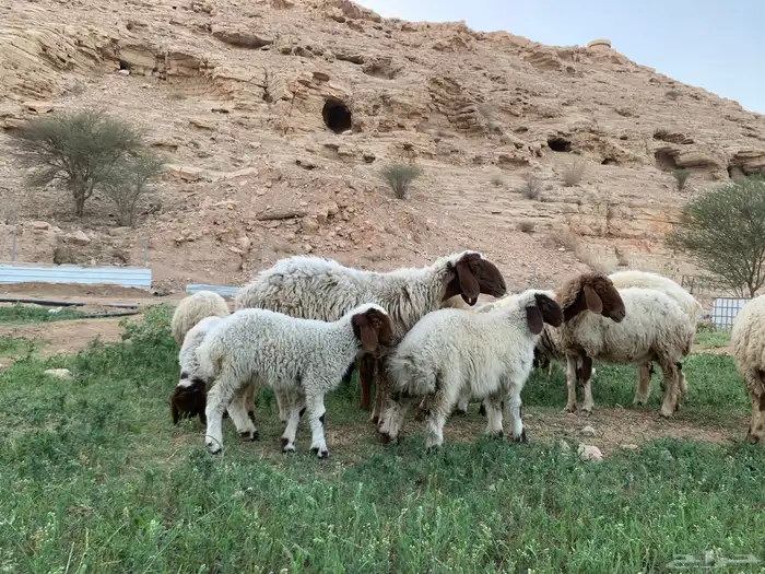 شياة نعيم متابيع معها الفحل منتجه وشرط 2