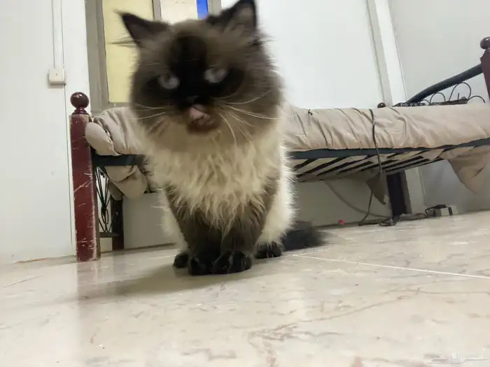 هملايا للبيع 1