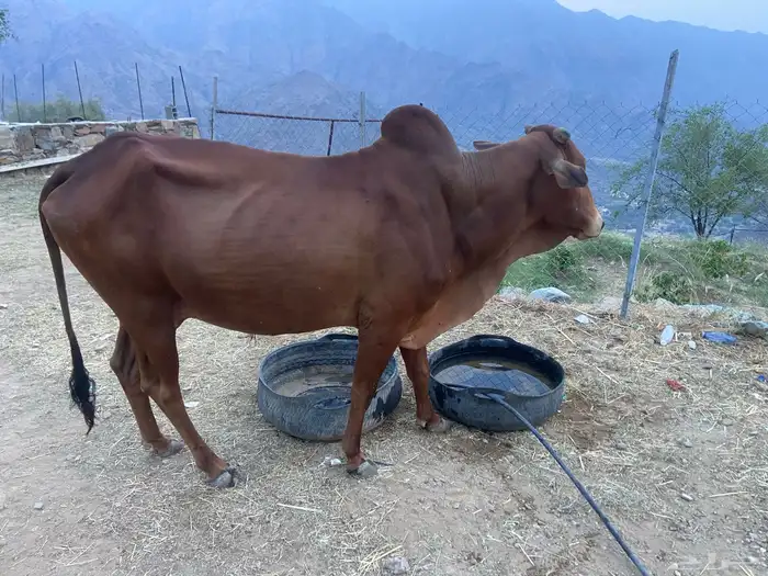 ثور للبيع السن سديس 0