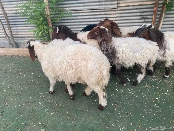 بهم تربية نعيم 16