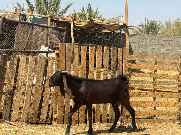 جفار مصريات. طيبه. تم البيع 4