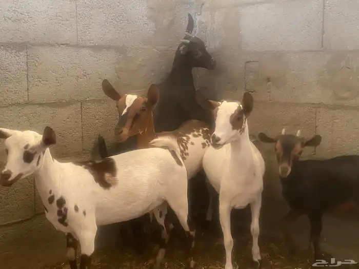 جفرات عمانيه و جنوبيه 1