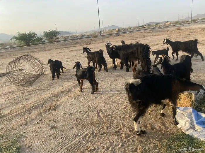 معزاء خلفات 2