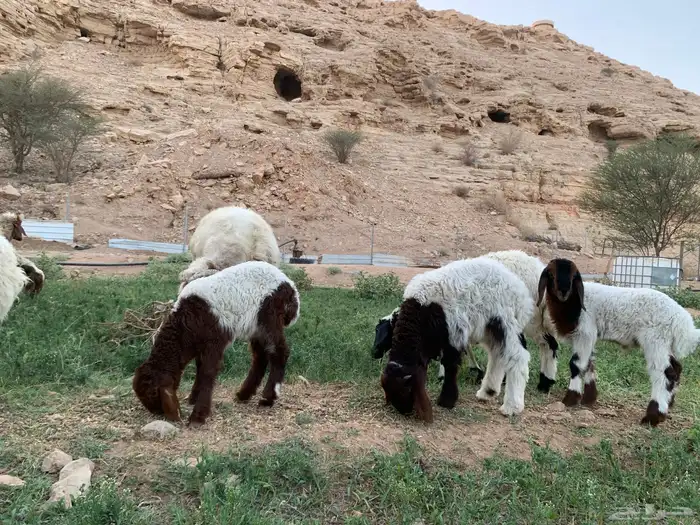 شياة نعيم متابيع معها الفحل منتجه وشرط 4
