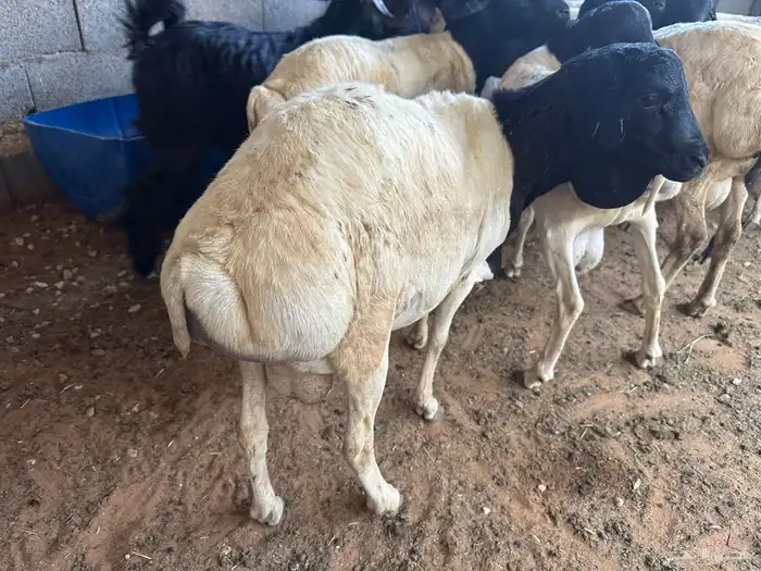 برابر مرابي طب وتخير السن جذع 5