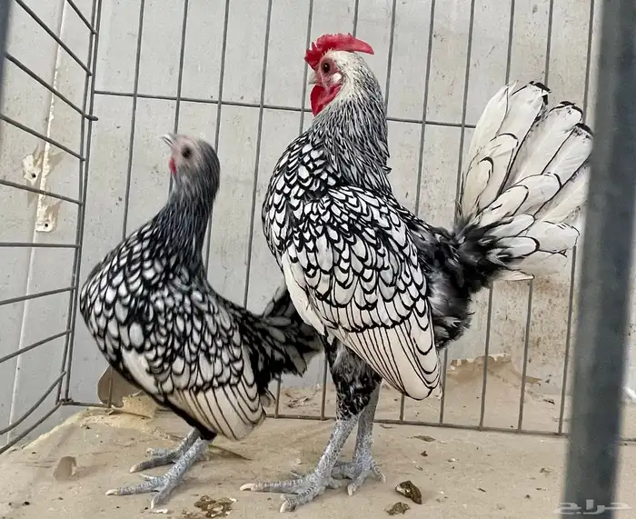 دجاج سبرايت جوز 2