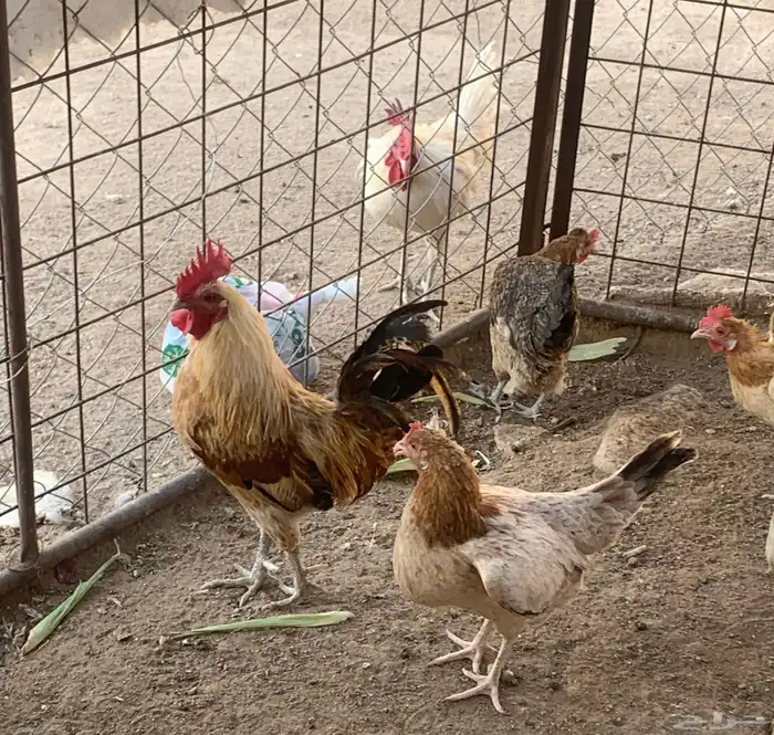 دجاج للبيت 0
