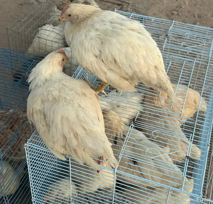 دجاج لوهمان 0