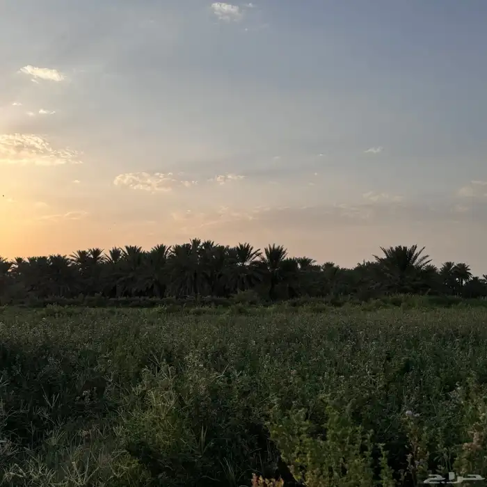 محتاج فرخ كرون 0