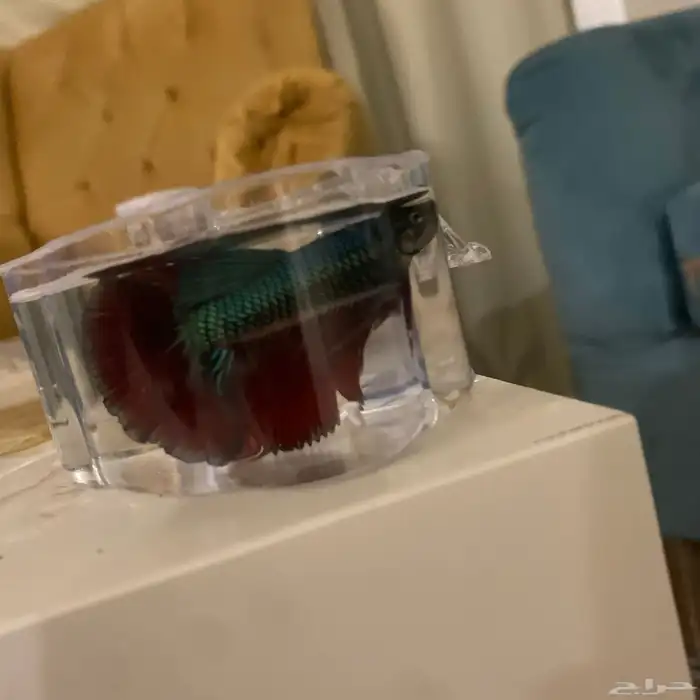 سمك فايتر بالوان جميله 1