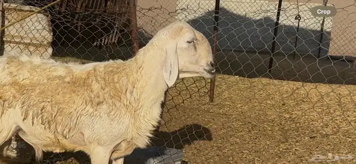 فحل حري فاخر مشروط 0
