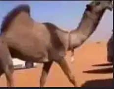 أبل 0