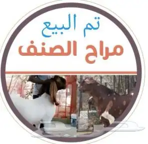 تيس قبرصي فاخر( تم البيع ) 6