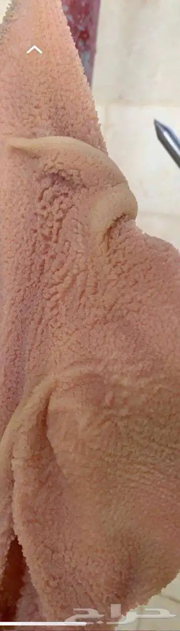 ذبايح القصيم 5
