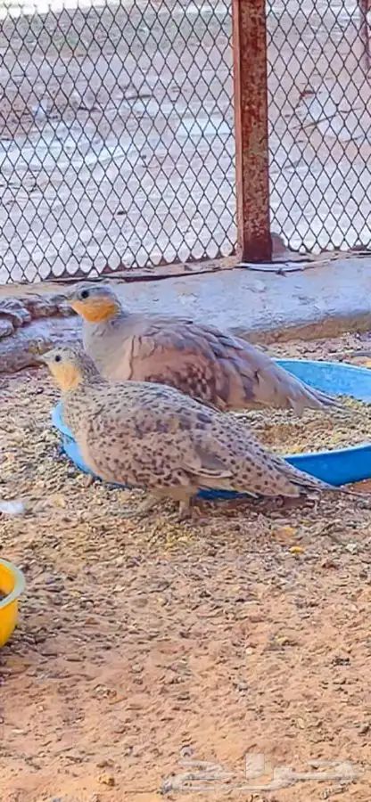 ق ط ا احيمر المقطقط 0