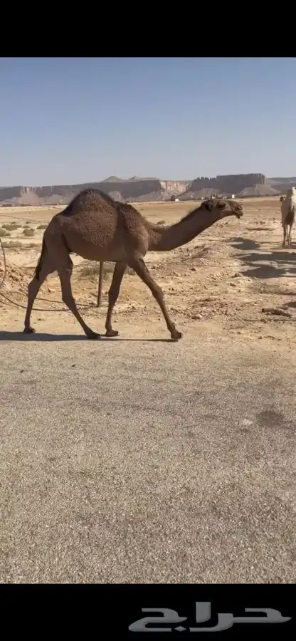 قعود غرنوقي 0