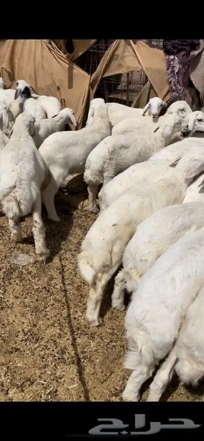 بهم 5