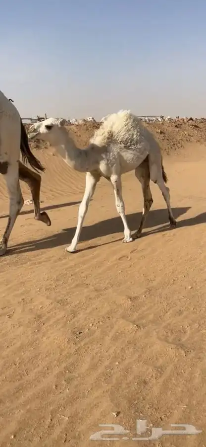 عشرا بكر 1