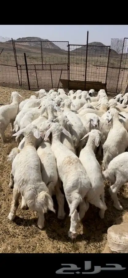 بهم 1