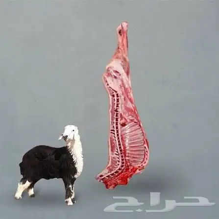 متوفر ذبايح حسب الطلب شرط شرط تبدا الاسعار 1000 0