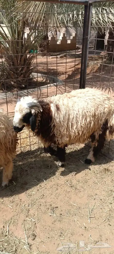 للبيع ذبايخ نعيم وحري 2