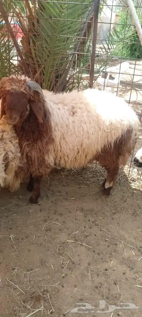 للبيع ذبايخ نعيم وحري 3