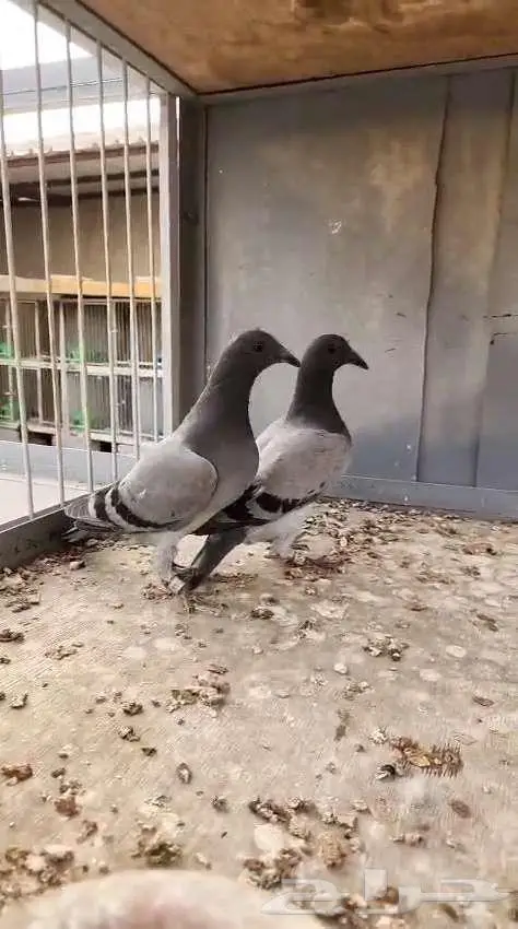 طبة 2025 0