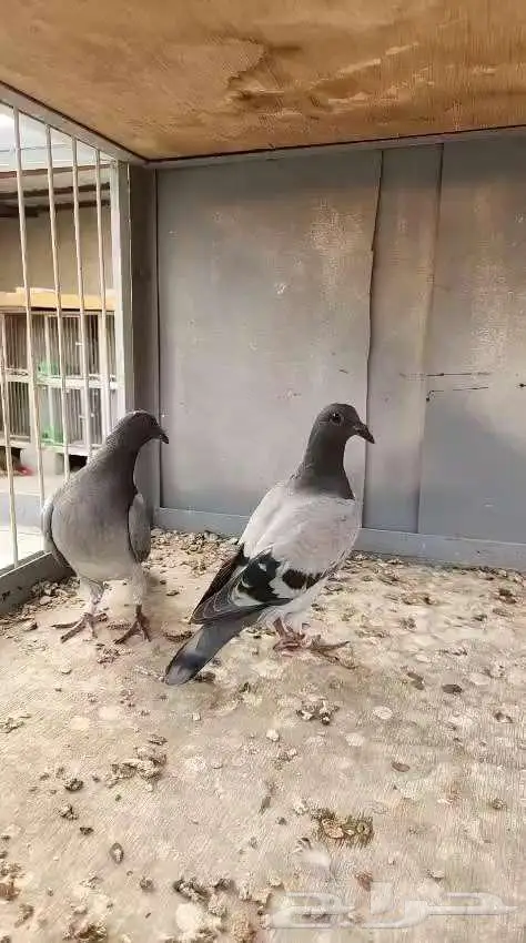 طبة 2025 1