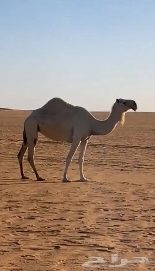 ضروبه عظم طيب بالحيل 0