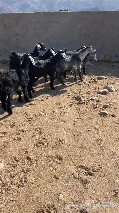 تيوس مندي 2