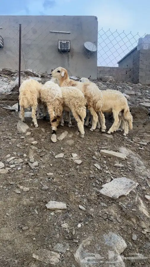 طليان رخال 4