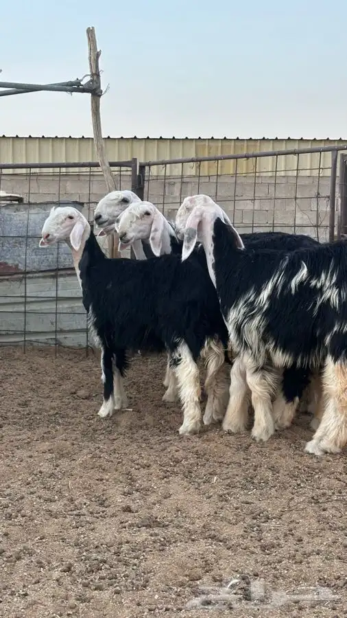 رخال نجد صنف 2