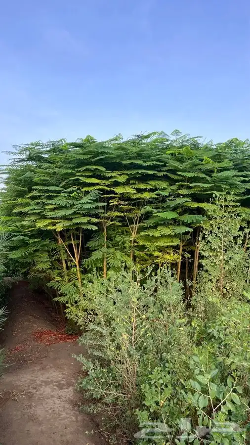 مزرعه لبيع الأشجار 2