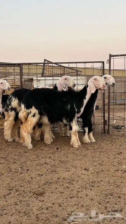 رخال نجد صنف 0