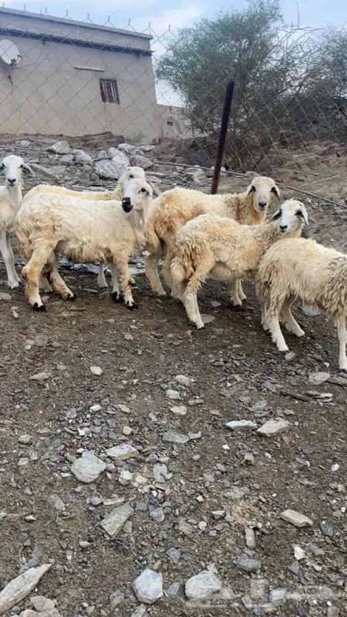 طليان رخال 5