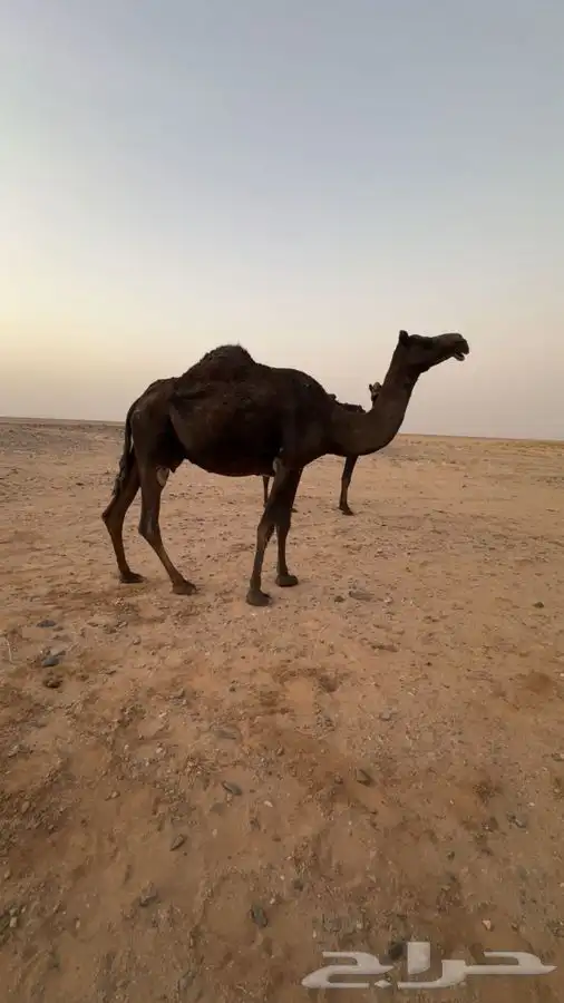لحقات مجاهيم العدد 12 2