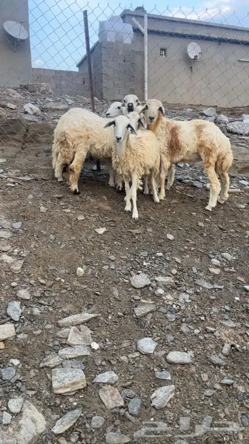 طليان رخال 6