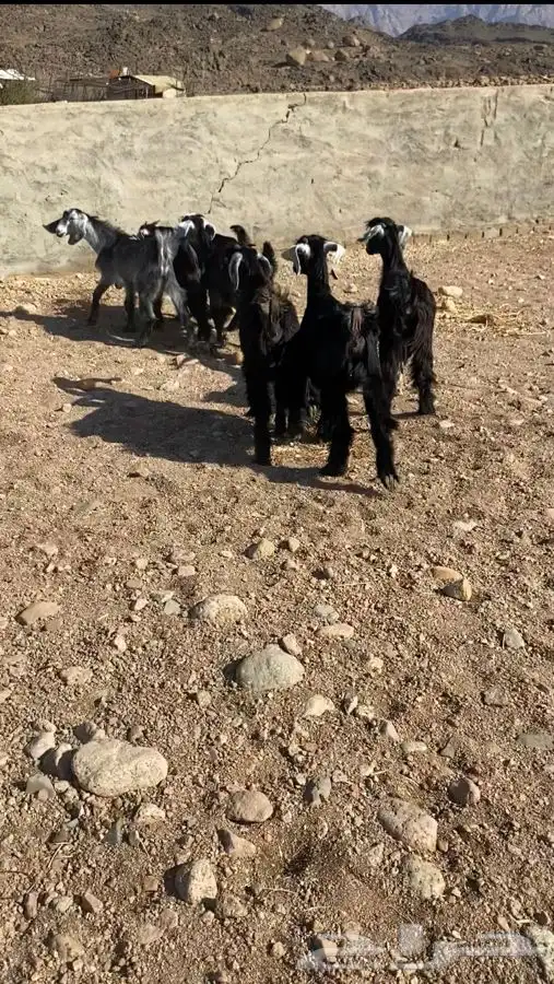تيوس مندي 3