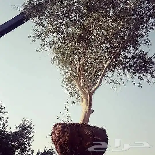 شجر زيون اشجار الزيتون 29