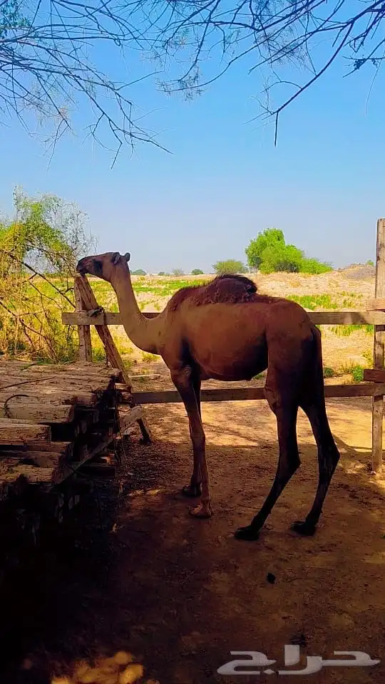بكرة ساحلية حمرا 0