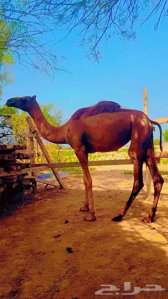 بكرة ساحلية حمرا 1