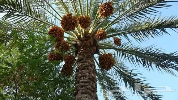 ثمار نخيل تمر برني للبيع مزرعتين 0