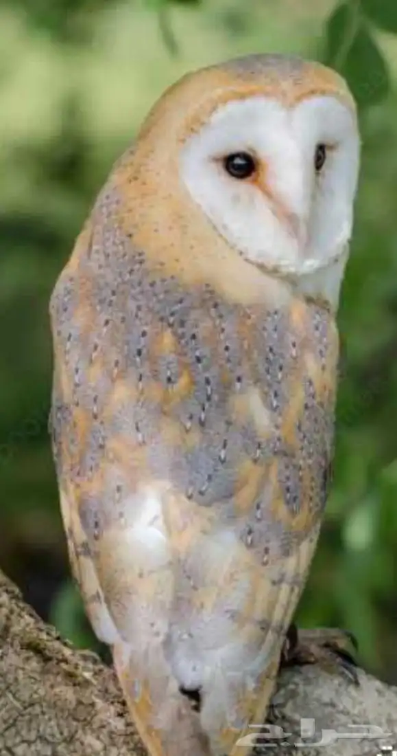 وجه القلب 0