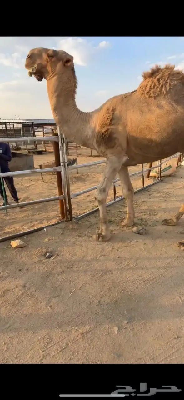 للبيع 10 من الابل بفحلها منوه القناي 1