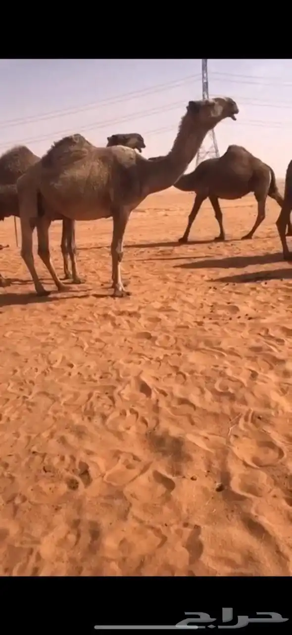 قعود اصفر دبياني 4