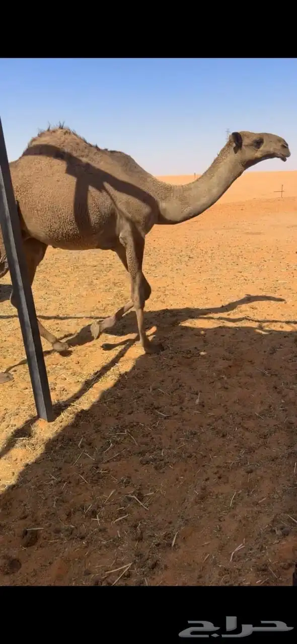 قعود اصفر دبياني 3